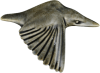 Kingfisher (wings down)