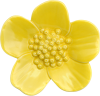 Ribbonwood Flower