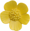 Ribbonwood Flower