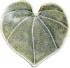 Icon Kawakawa (Heart Leaf)