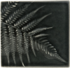 Silver Fern Quarter