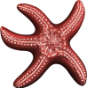 Wall Star Fish