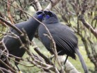 Tiritiri Matangi