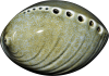 Paua