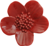 Ribbonwood Flower