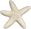 Wall Star Fish