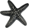 Wall Star Fish