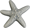 Wall Star Fish