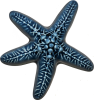 Wall Star Fish