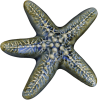 Wall Star Fish