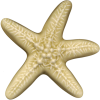 Wall Star Fish