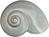 Sea Snail