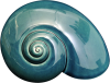 Sea Snail