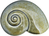 Sea Snail