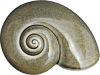 Sea Snail