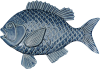 Wall Fish Moki