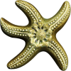 Wall Star Fish