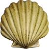 Wall Scallop