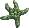 Wall Star Fish