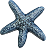 Wall Star Fish