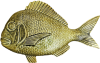 Snapper