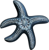 Wall Star Fish