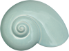 Sea Snail