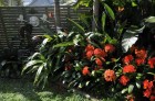 Clivia in the Garden