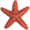 Wall Star Fish