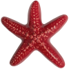 Wall Star Fish
